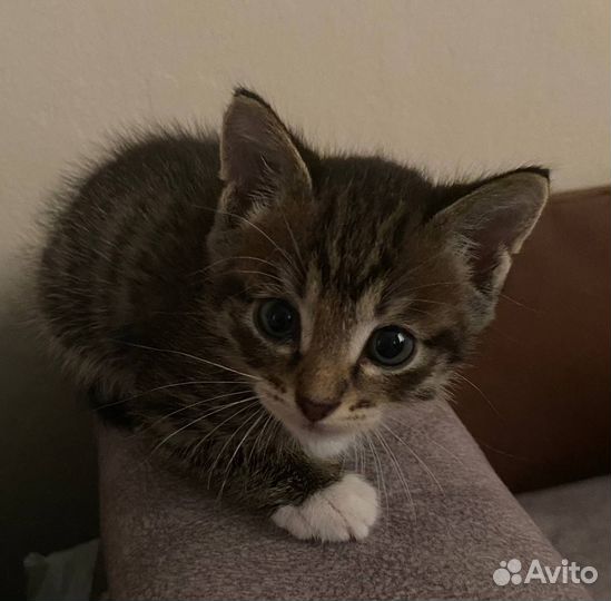 Котенок в дар