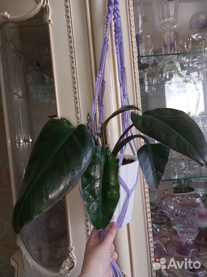 Филодендрон Конго ред