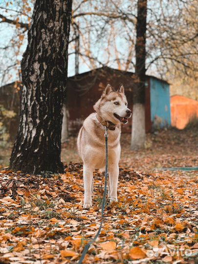 Хаски вязка