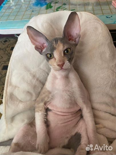 Котята сфинкс