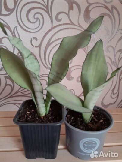 Сансевиерия муншайн