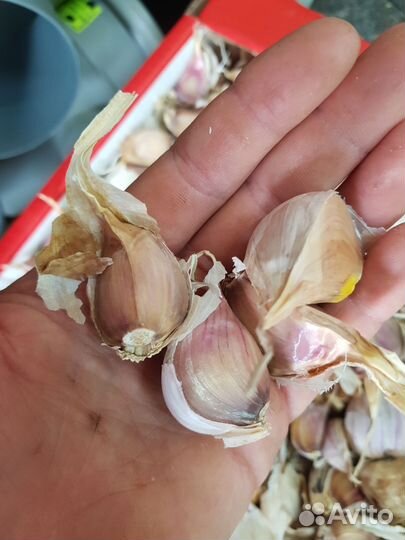 Продам семенной чеснок сорта Любаша