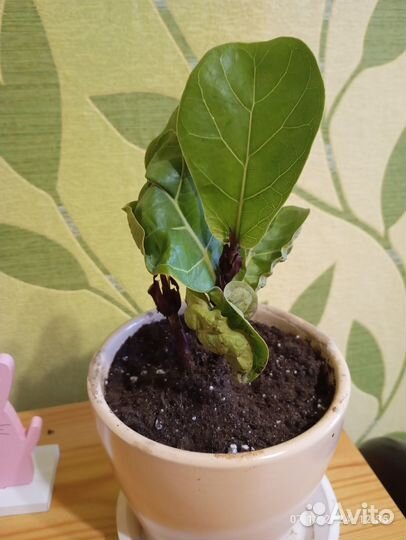 Фикус лирата