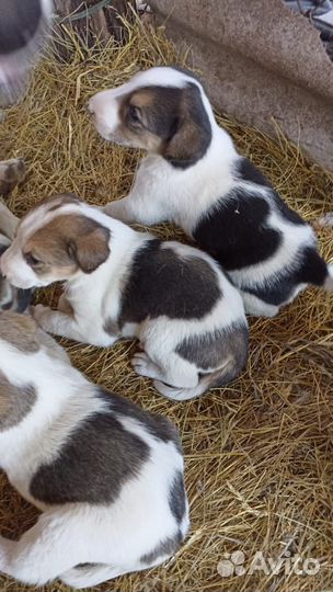 Продажа щенков русская гончая пегая