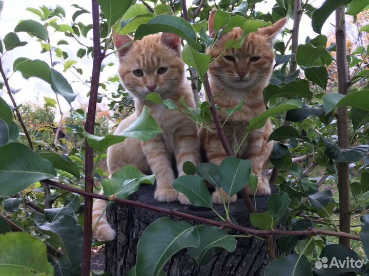 Классные дачные котята