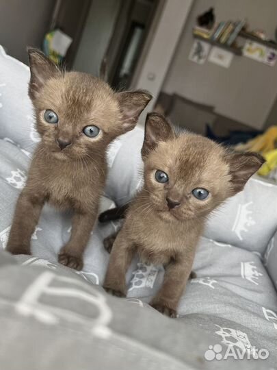 Бурманские котята