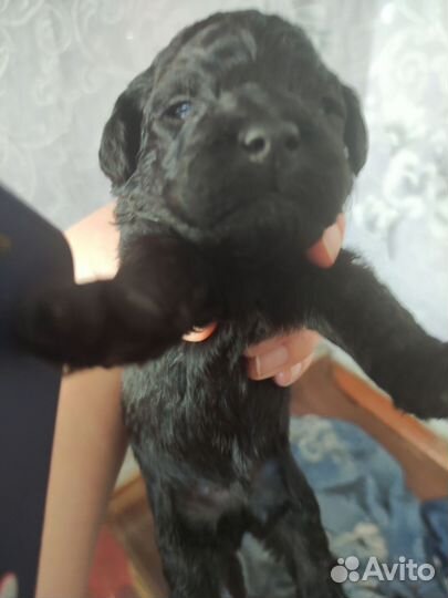 Щенки пуделя