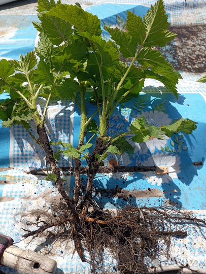 Малина Карамелька ремонтантная