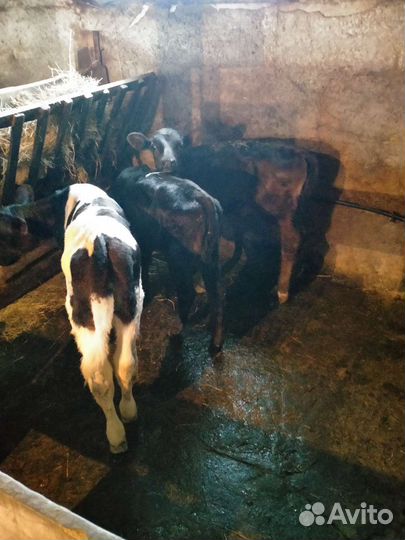 Телята Коровы