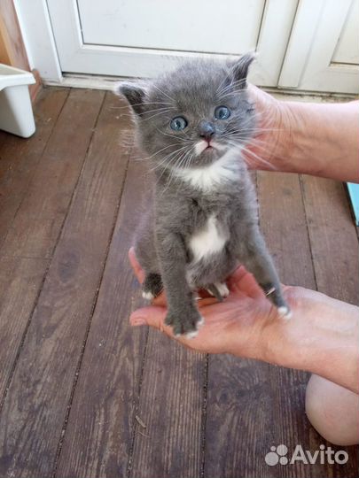 Котята в добрые руки бесплатно