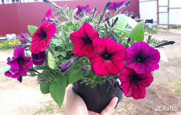 Петуния ампельная в горшке