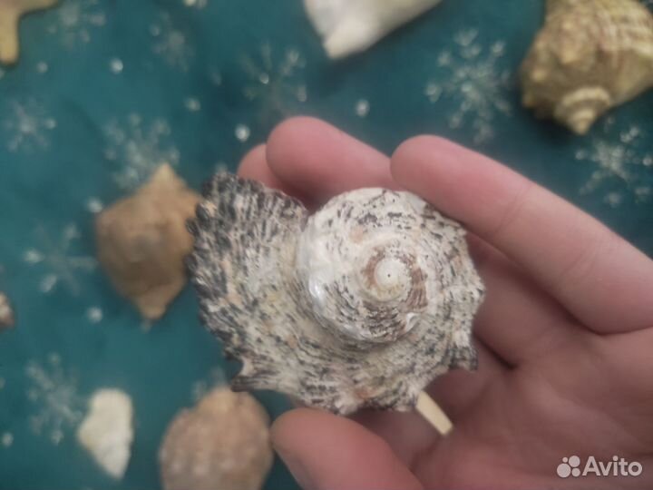 Коллекция ракушек для аквариума