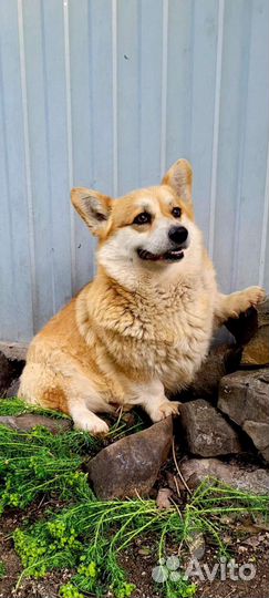 Вязка вельш, корги