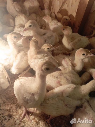 Индюшата Биг 6 и конвектор