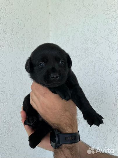 Щенки лабрадора