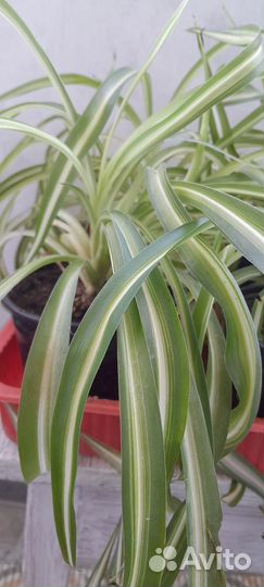 Хлорофитум кудрявый