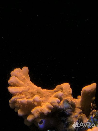 Коралл ксения и корнулярия Актиния