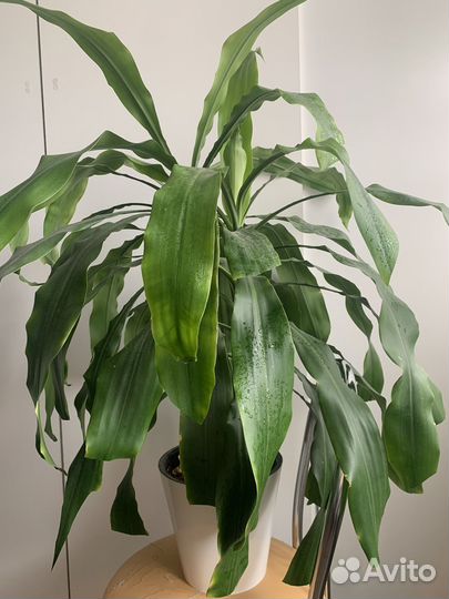 Пальма драцена