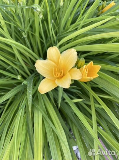 Прунелла, Садовые растения