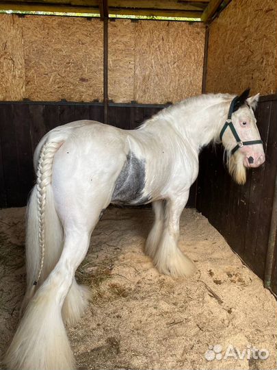 Лошадь тинкер