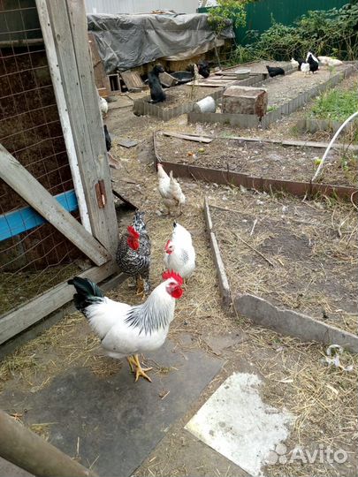 Куры петухи