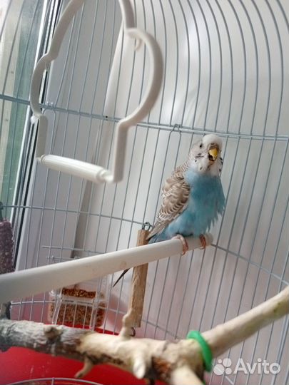 Попугайчик