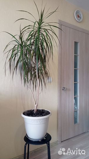 Драцена Комнатные цветы Интерьер