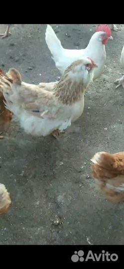 Фаверолы, куры и петухи