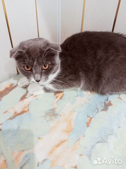 Котенок ищет дом