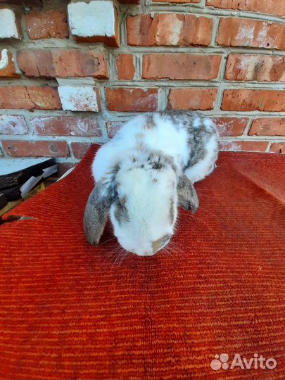 Кролики мясных пород