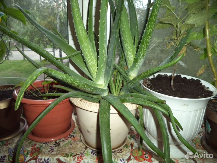 Алое вера в горшке, на срез