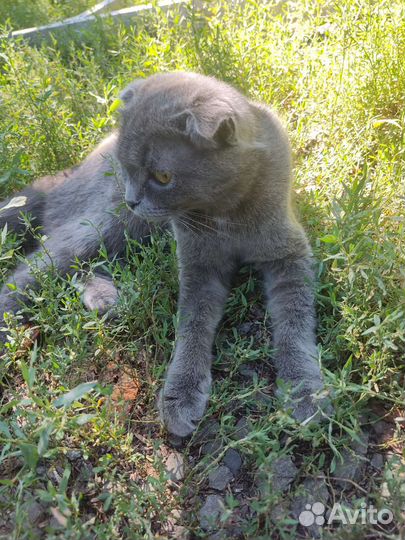 Кошка и котята