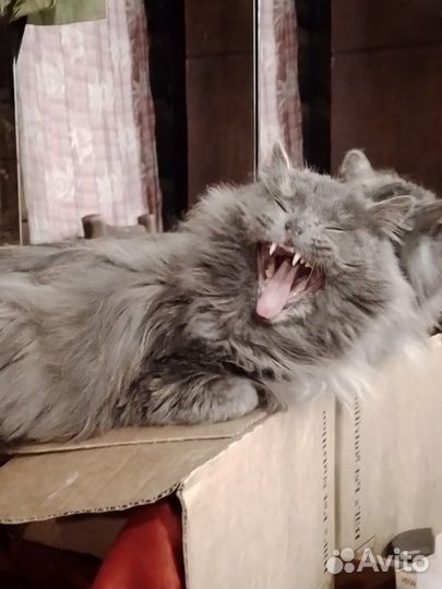 Кошка Алиса