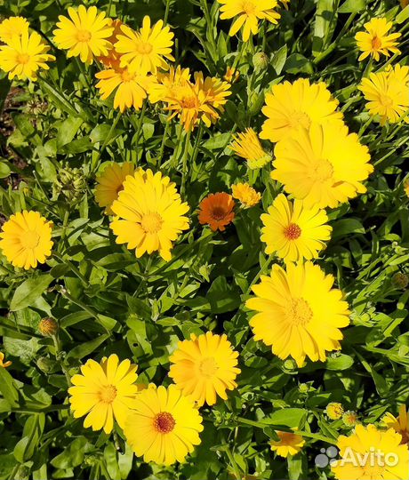 Семена календулы