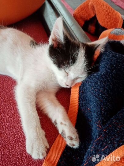 Котенок Шмяк