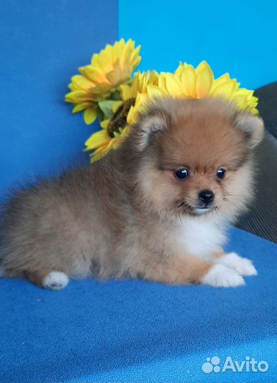 Щенки шпица