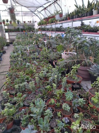 Эхеверии, кактусы и другие суккуленты из питомника