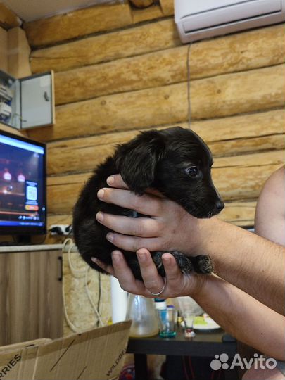 Щенки бесплатно