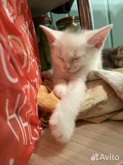 Котенок мальчик белый с серым пятном на голове