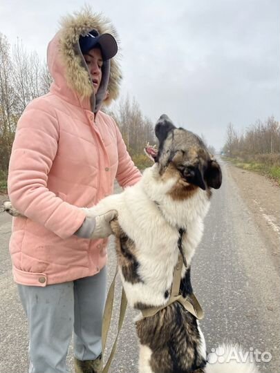 Статный добрый бывшедомашний пёс