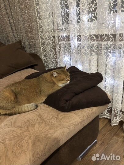 Ищем кошку для вязки