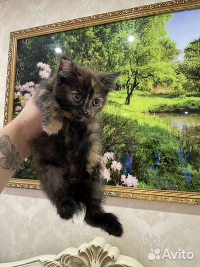 Котята бесплатно