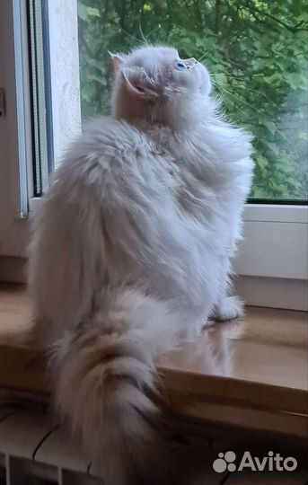 Британская молодая кошечка