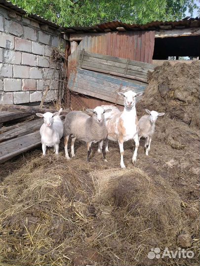 Катумские бараны