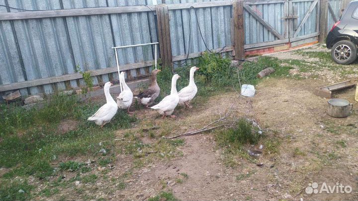 Гусыни Линды + серая