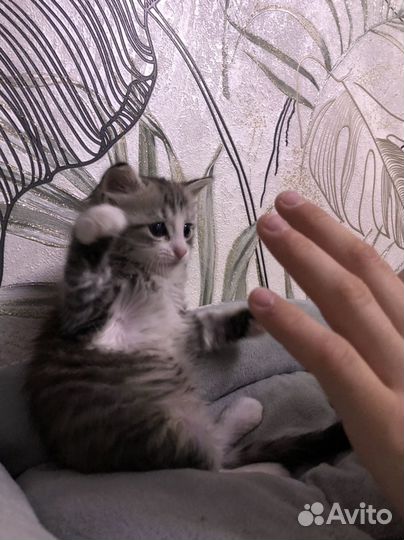 Котенок