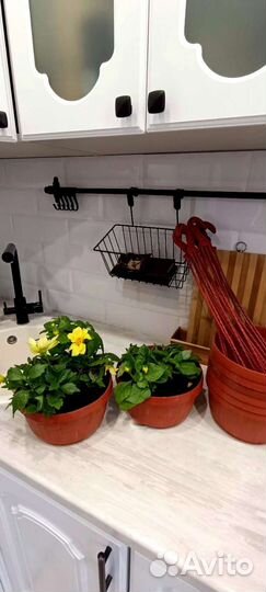 Кашпо горшок для цветов