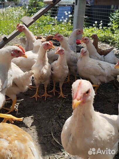 Цыплята несушки подрощенные