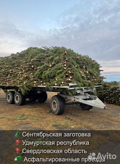 Сосна сентябрьская рождественская оптом