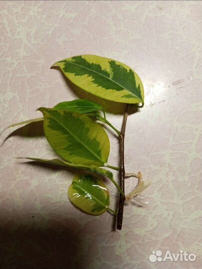 Фикус голден кинг